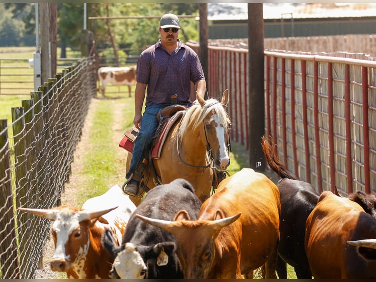 American Quarter Horse Ruin 9 Jaar 147 cm Palomino in Troy