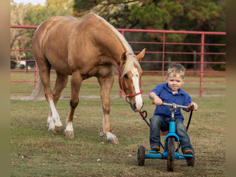 American Quarter Horse Ruin 9 Jaar 147 cm Palomino in Troy