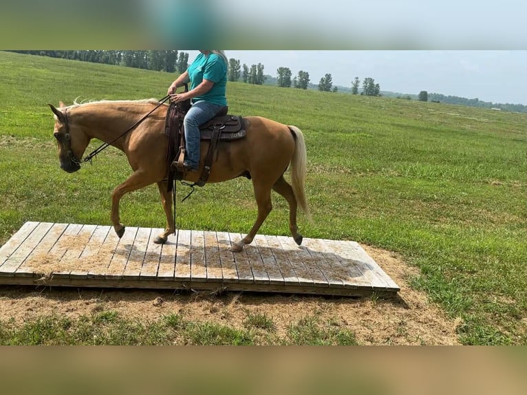 American Quarter Horse Ruin 9 Jaar 147 cm Palomino in Henderson KY
