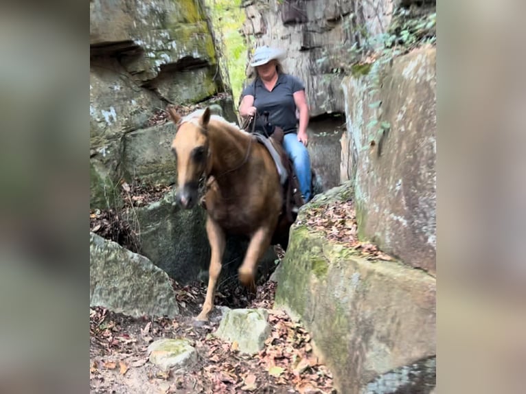 American Quarter Horse Ruin 9 Jaar 147 cm Palomino in Henderson KY