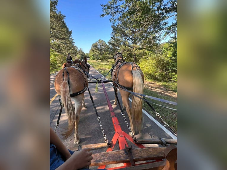 American Quarter Horse Ruin 9 Jaar 147 cm Palomino in Henderson KY