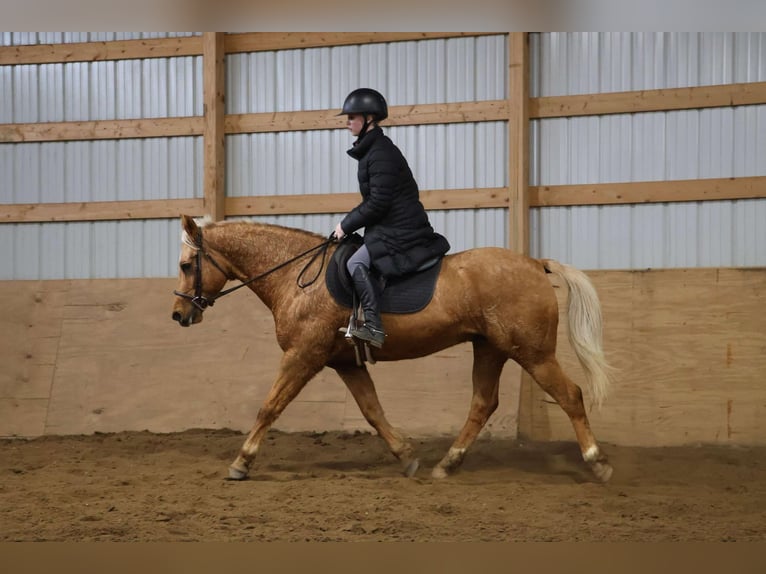 American Quarter Horse Ruin 9 Jaar 147 cm Palomino in Howell, MI