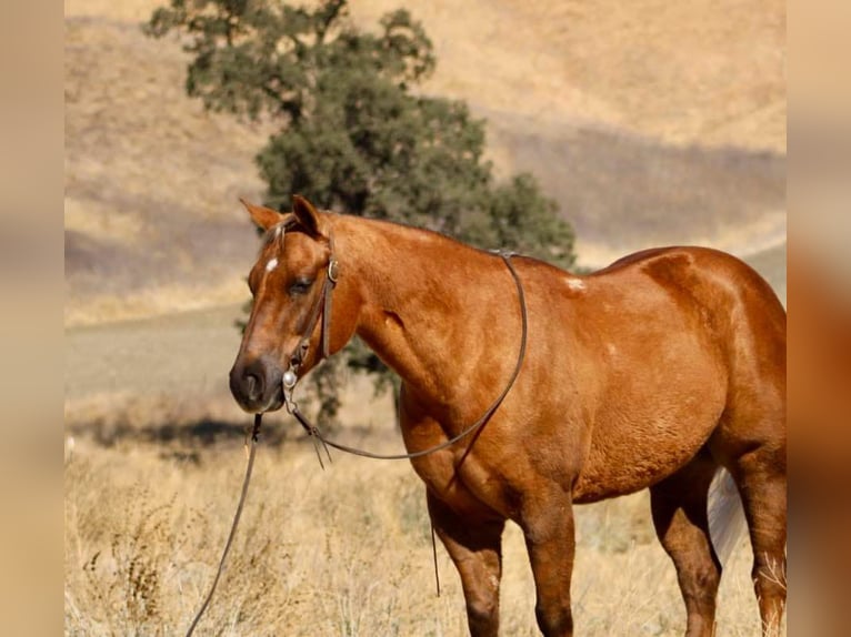 American Quarter Horse Ruin 9 Jaar 147 cm Palomino in Paicines CA