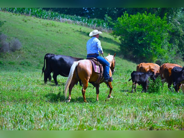 American Quarter Horse Ruin 9 Jaar 147 cm Palomino in Wooster, OH