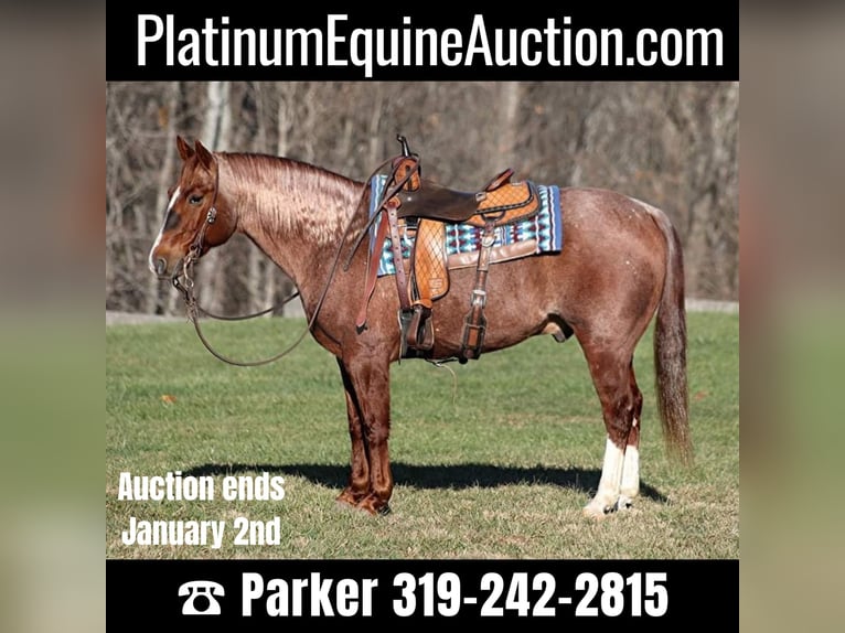 American Quarter Horse Ruin 9 Jaar 147 cm Roan-Red in Somerset