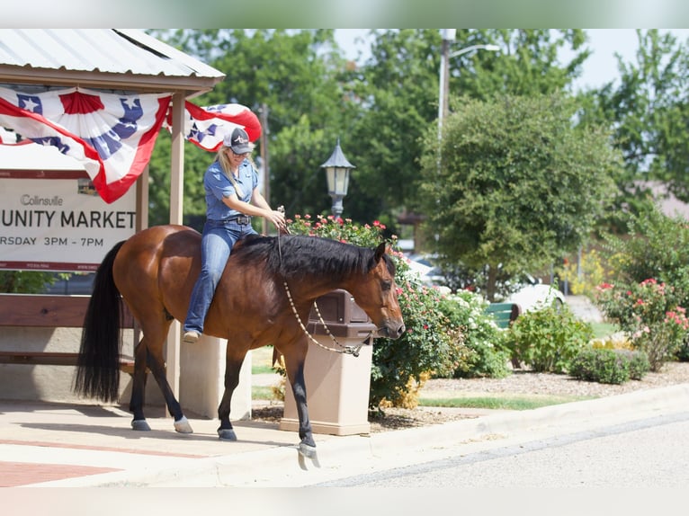 American Quarter Horse Ruin 9 Jaar 147 cm Roodbruin in Pilot Point, TX