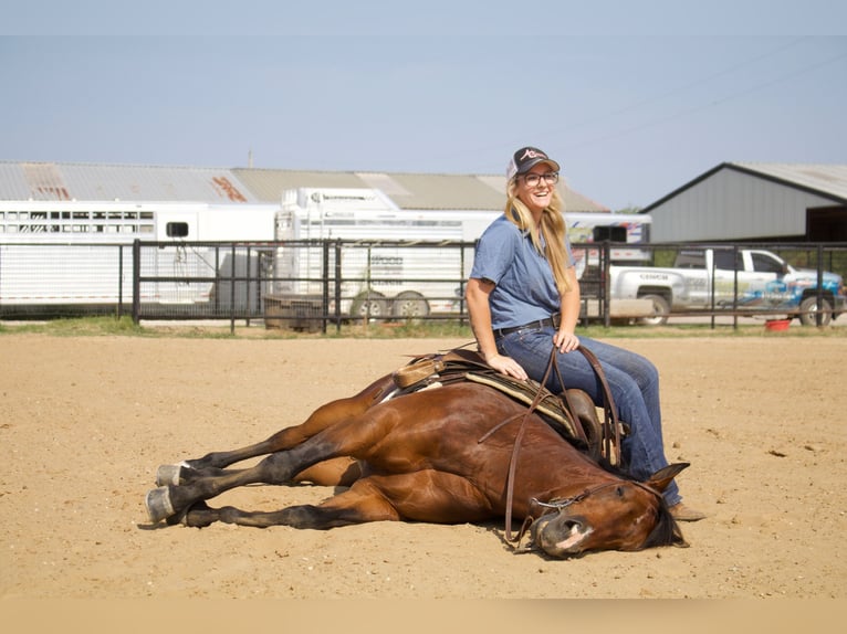 American Quarter Horse Ruin 9 Jaar 147 cm Roodbruin in Pilot Point, TX