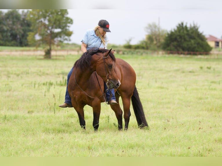 American Quarter Horse Ruin 9 Jaar 147 cm Roodbruin in Pilot Point, TX