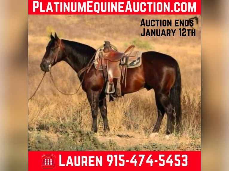 American Quarter Horse Ruin 9 Jaar 147 cm Roodbruin in El Paso TX