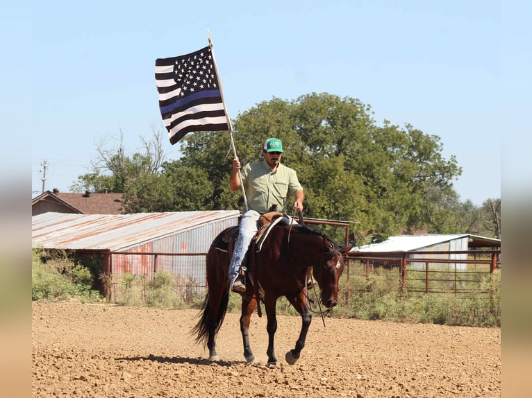 American Quarter Horse Ruin 9 Jaar 147 cm Roodbruin in Stephenville TX