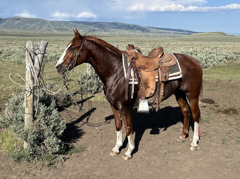 American Quarter Horse Ruin 9 Jaar 147 cm Roodvos in Dubois