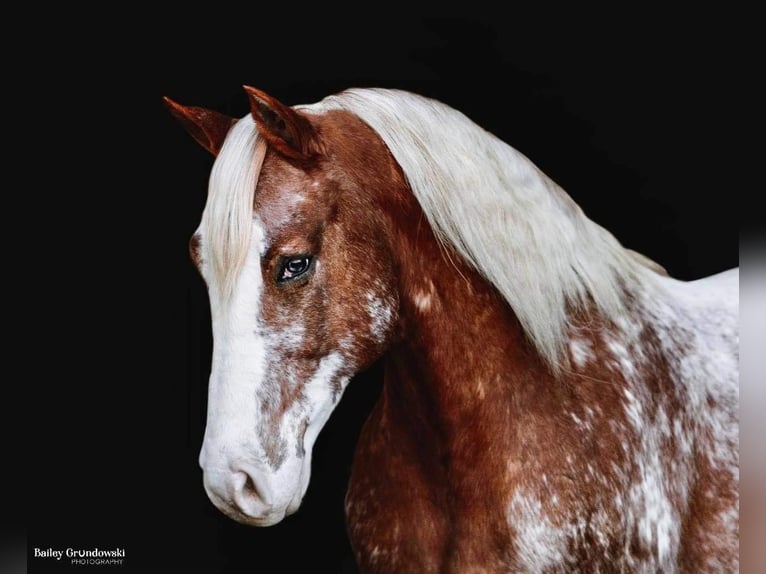 American Quarter Horse Ruin 9 Jaar 147 cm Roodvos in Everett PA