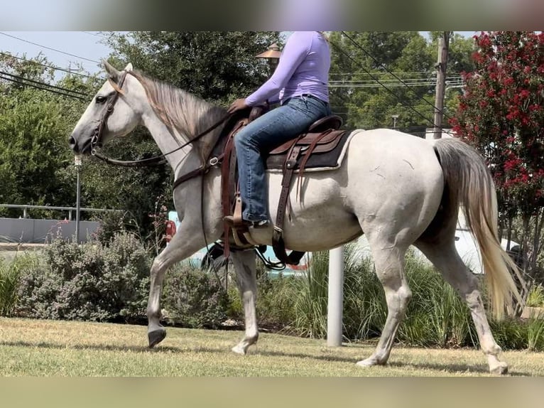 American Quarter Horse Ruin 9 Jaar 147 cm Schimmel in Weatherford TX