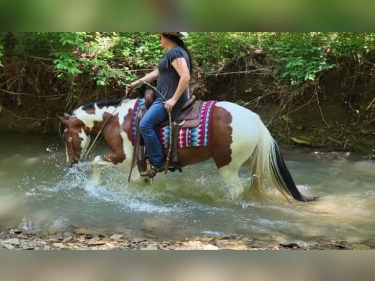 American Quarter Horse Ruin 9 Jaar 147 cm Tobiano-alle-kleuren in Robards KY