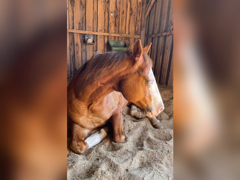 American Quarter Horse Ruin 9 Jaar 149 cm Vos in Stahnsdorf