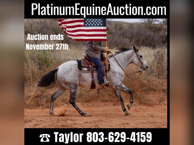 American Quarter Horse Ruin 9 Jaar 150 cm Appelschimmel in Canyon TX