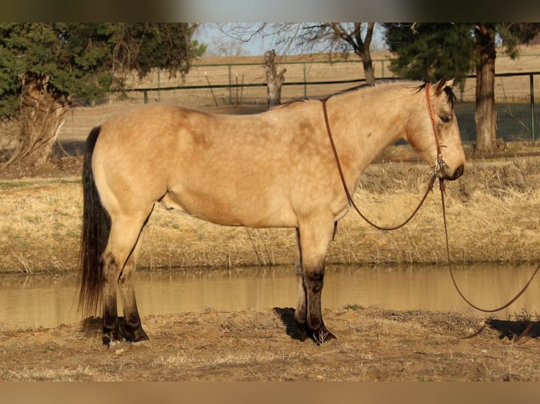 American Quarter Horse Ruin 9 Jaar 150 cm Buckskin in Fort Worth TX