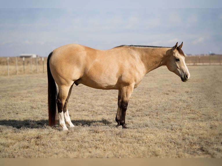 American Quarter Horse Ruin 9 Jaar 150 cm Buckskin in Amarillo, TX