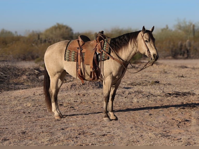 American Quarter Horse Ruin 9 Jaar 150 cm Buckskin in Casa Grande, AZ