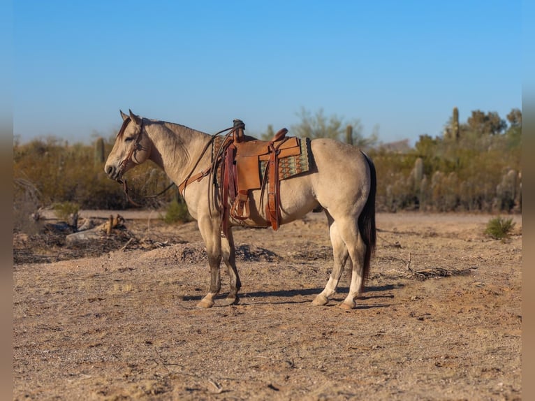 American Quarter Horse Ruin 9 Jaar 150 cm Buckskin in Casa Grande, AZ