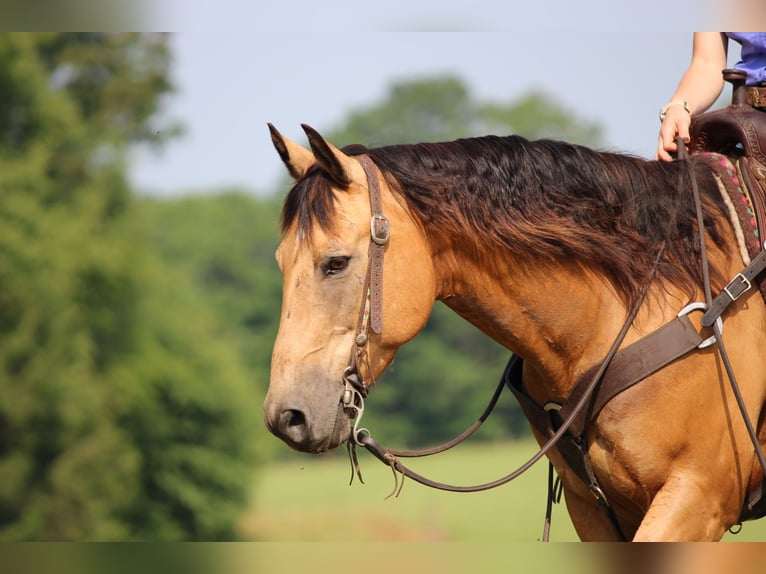 American Quarter Horse Ruin 9 Jaar 150 cm Buckskin in Clarion
