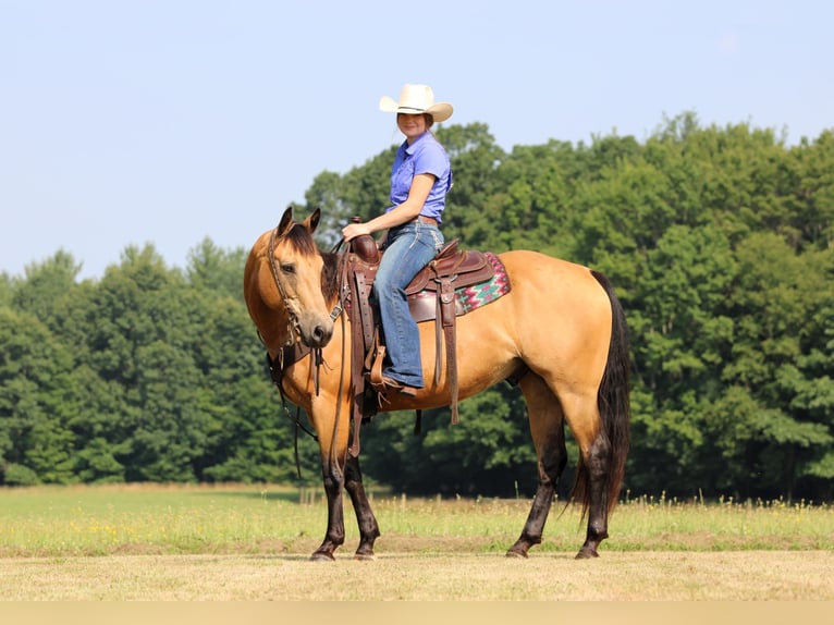 American Quarter Horse Ruin 9 Jaar 150 cm Buckskin in Clarion