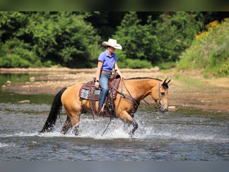 American Quarter Horse Ruin 9 Jaar 150 cm Buckskin in Clarion