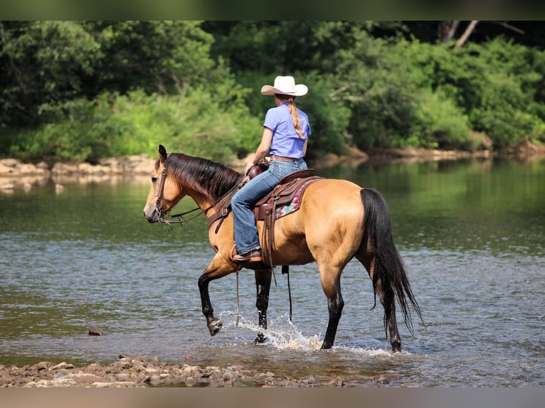 American Quarter Horse Ruin 9 Jaar 150 cm Buckskin in Clarion