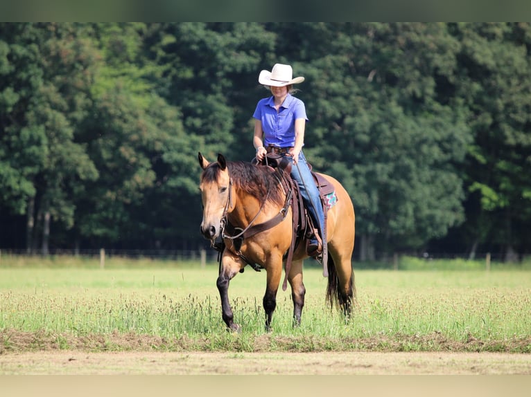American Quarter Horse Ruin 9 Jaar 150 cm Buckskin in Clarion