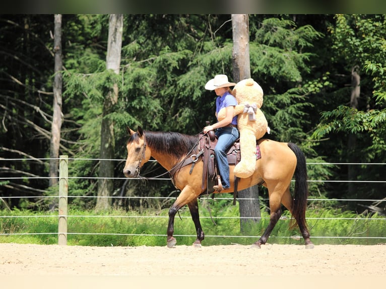 American Quarter Horse Ruin 9 Jaar 150 cm Buckskin in Clarion