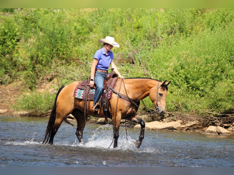 American Quarter Horse Ruin 9 Jaar 150 cm Buckskin in Clarion