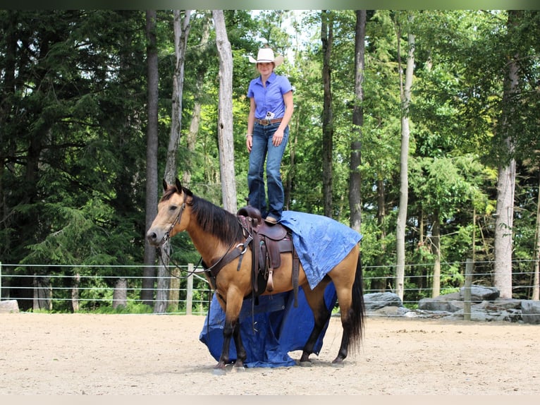 American Quarter Horse Ruin 9 Jaar 150 cm Buckskin in Clarion