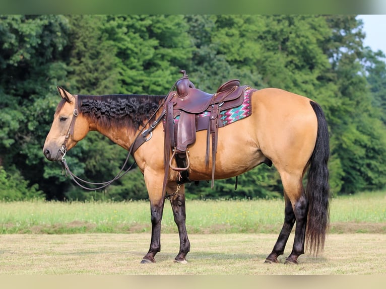 American Quarter Horse Ruin 9 Jaar 150 cm Buckskin in Clarion