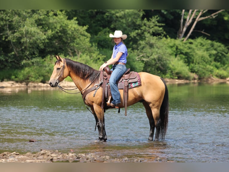 American Quarter Horse Ruin 9 Jaar 150 cm Buckskin in Clarion