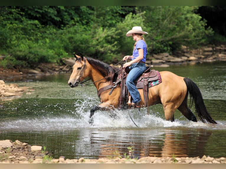 American Quarter Horse Ruin 9 Jaar 150 cm Buckskin in Clarion