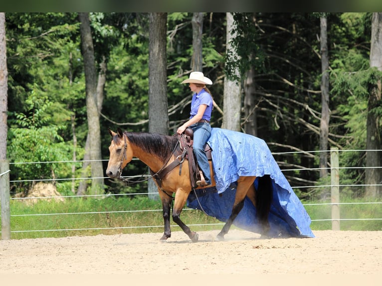 American Quarter Horse Ruin 9 Jaar 150 cm Buckskin in Clarion