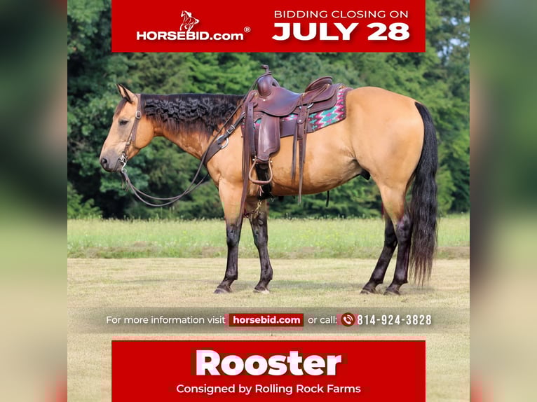 American Quarter Horse Ruin 9 Jaar 150 cm Buckskin in Clarion