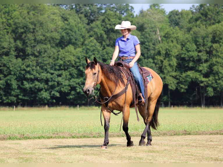 American Quarter Horse Ruin 9 Jaar 150 cm Buckskin in Clarion