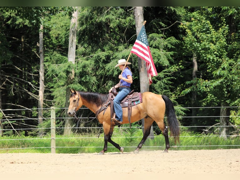 American Quarter Horse Ruin 9 Jaar 150 cm Buckskin in Clarion