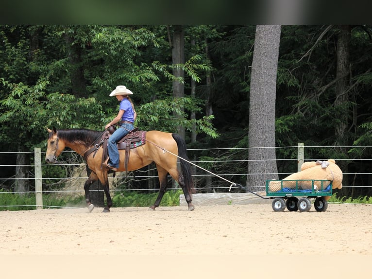 American Quarter Horse Ruin 9 Jaar 150 cm Buckskin in Clarion