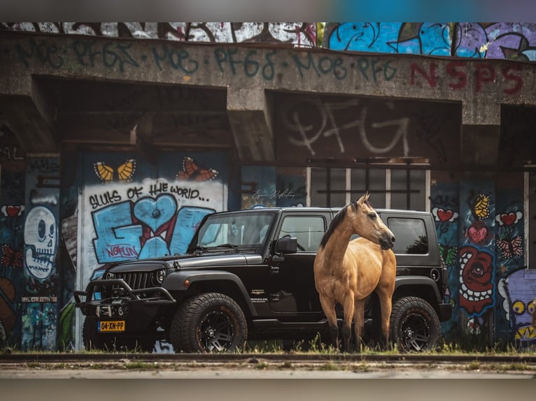 American Quarter Horse Ruin 9 Jaar 150 cm Buckskin in Amsterdam