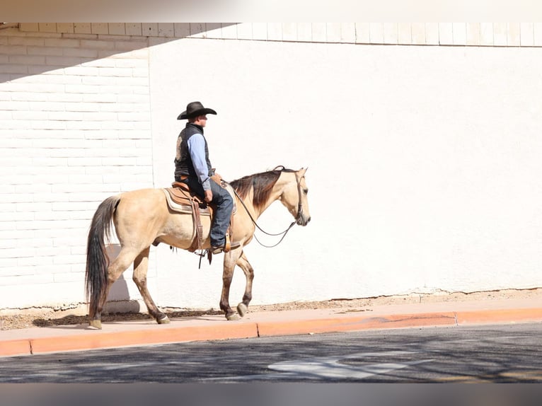 American Quarter Horse Ruin 9 Jaar 150 cm Buckskin in Camp Verde AZ