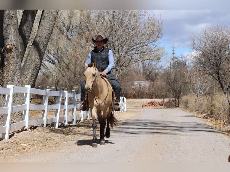 American Quarter Horse Ruin 9 Jaar 150 cm Buckskin in Camp Verde AZ