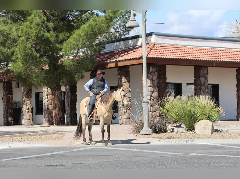 American Quarter Horse Ruin 9 Jaar 150 cm Buckskin in Camp Verde AZ