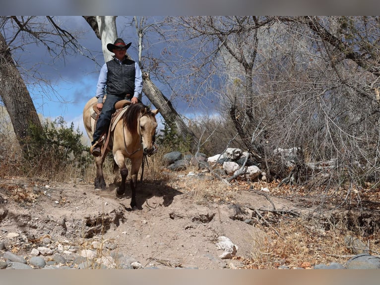 American Quarter Horse Ruin 9 Jaar 150 cm Buckskin in Camp Verde AZ