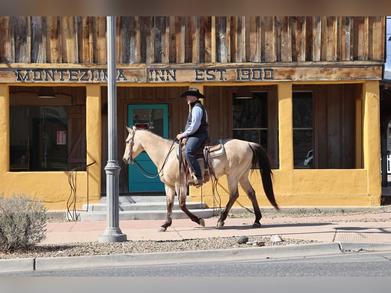 American Quarter Horse Ruin 9 Jaar 150 cm Buckskin in Camp Verde AZ