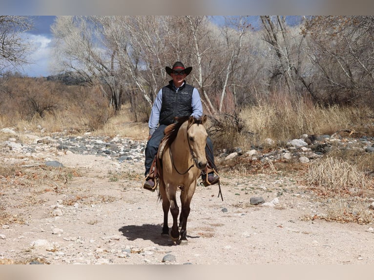 American Quarter Horse Ruin 9 Jaar 150 cm Buckskin in Camp Verde AZ