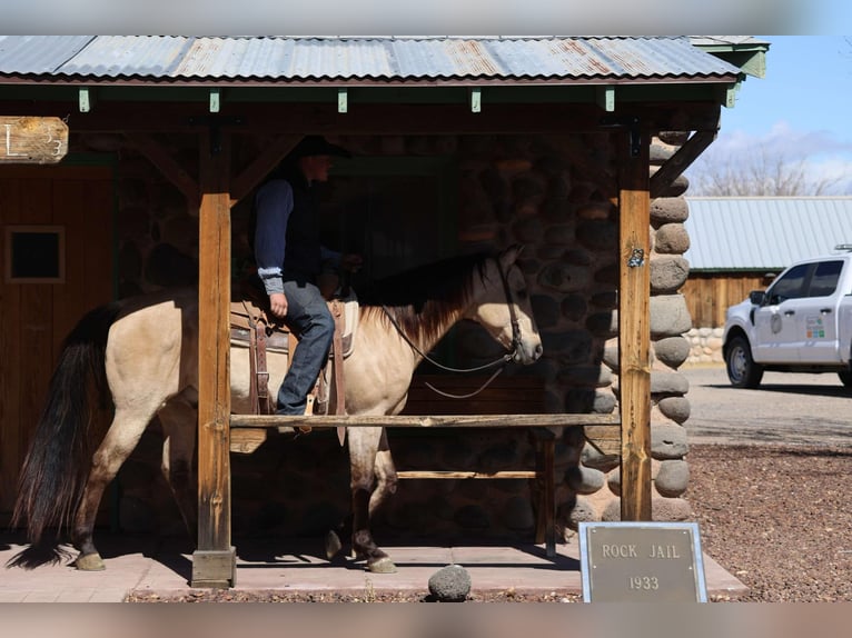 American Quarter Horse Ruin 9 Jaar 150 cm Buckskin in Camp Verde AZ