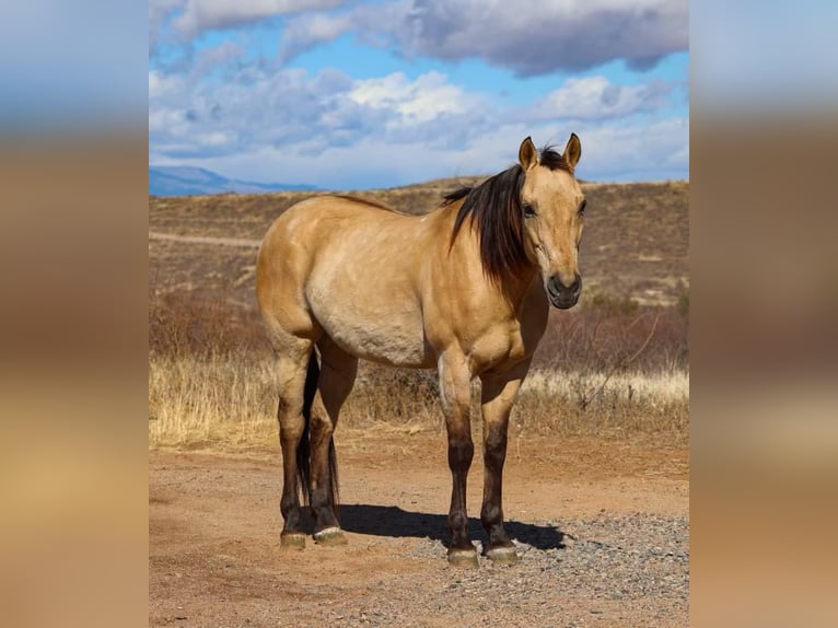 American Quarter Horse Ruin 9 Jaar 150 cm Buckskin in Camp Verde AZ