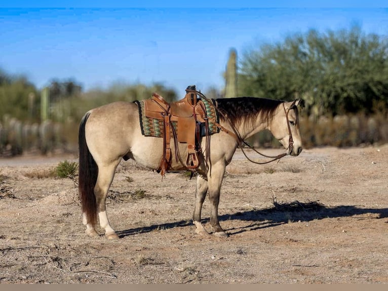 American Quarter Horse Ruin 9 Jaar 150 cm Buckskin in Casa Grande AZ